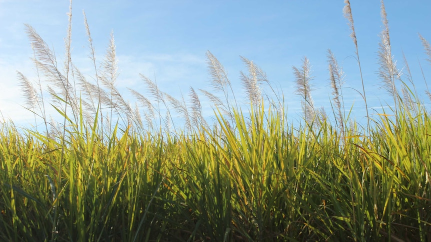 Cane ready for harvest in north Queensland