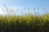 Cane ready for harvest in north Queensland