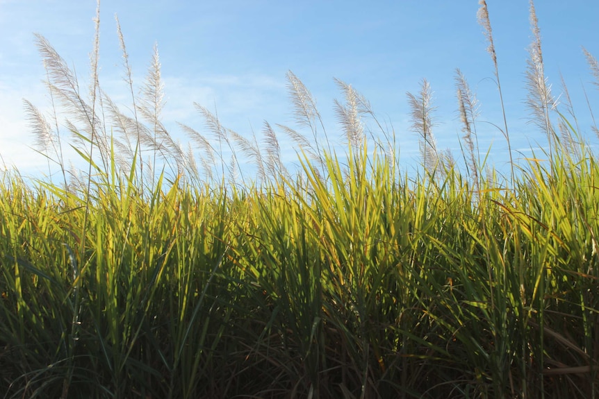 Sugar cane is flowering against a blue sky.