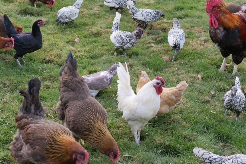 a group of chickens on green grass