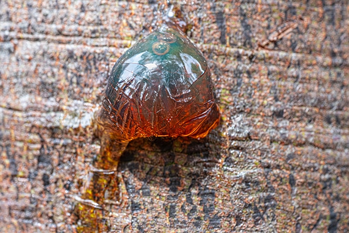 Gum oozing from a Yundi Acacia Gum is valued as a food and medicine.