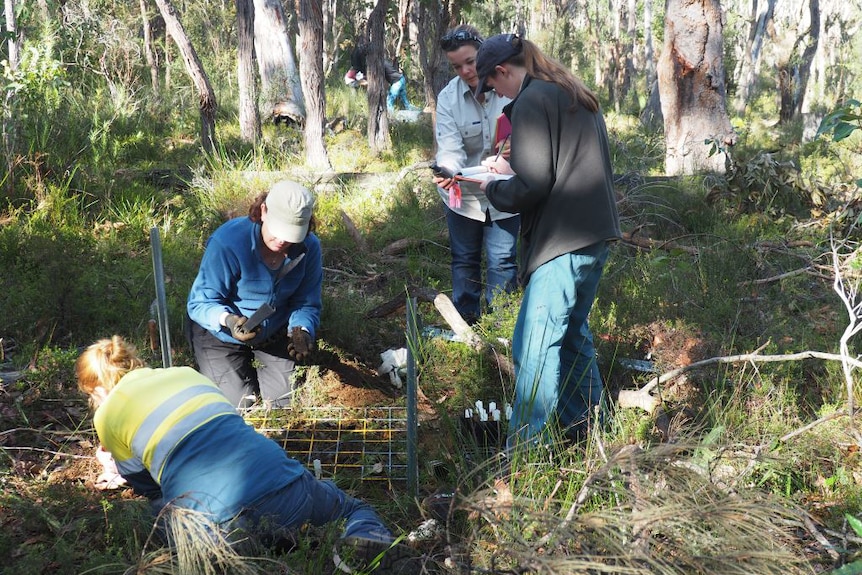 Two women sit on the ground in bushland planting seedlings with another two woman standing next to them looking at a clipboard.