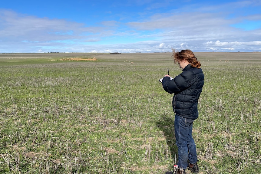 UWA's Alison Walsh surveys a paddock in the WA Wheatbelt region.