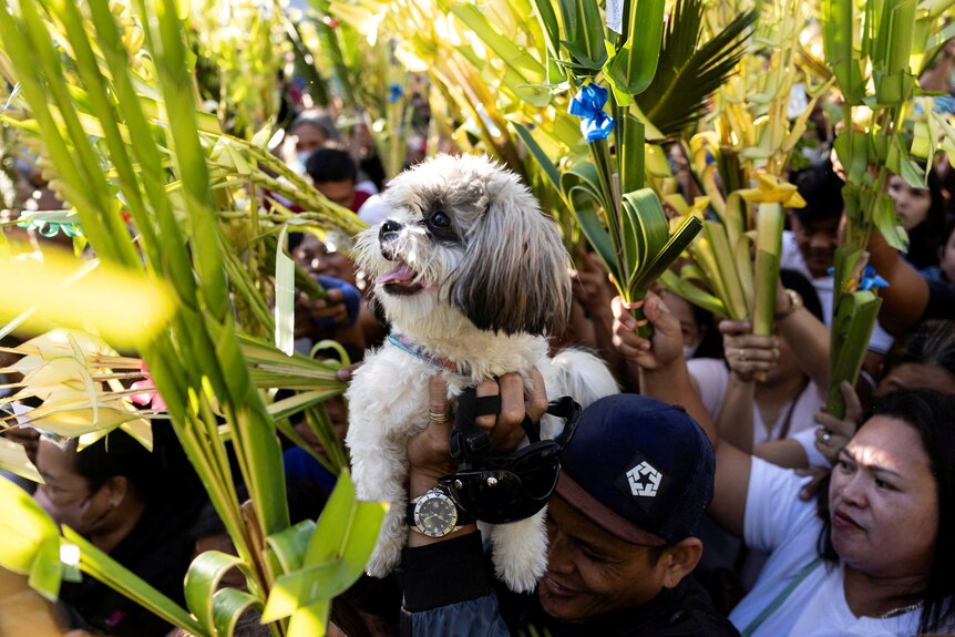 A man raises his dog to be blessed, holding the small fluffy white hound aloft among palm fronds, during a Palm Sunday mass 
