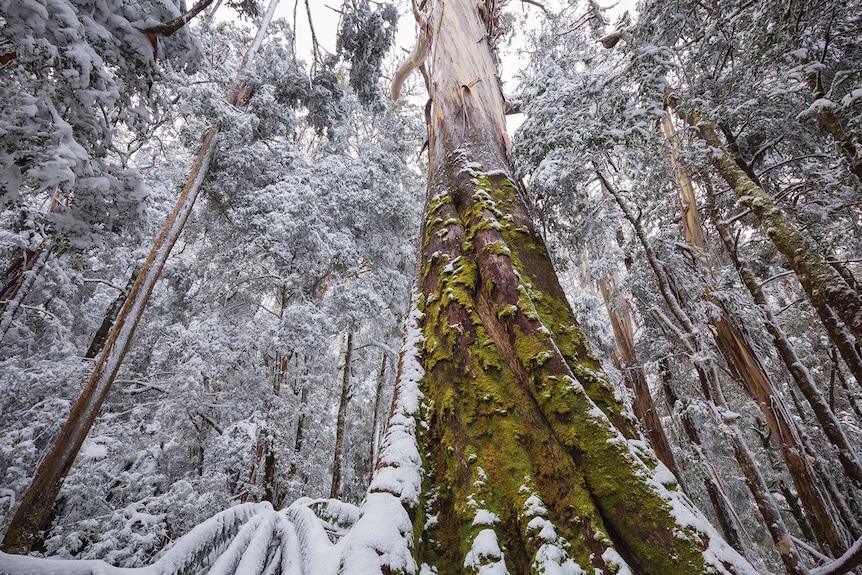 A Mountain Ash forest covered in moss and snow at Mount Baw Baw.