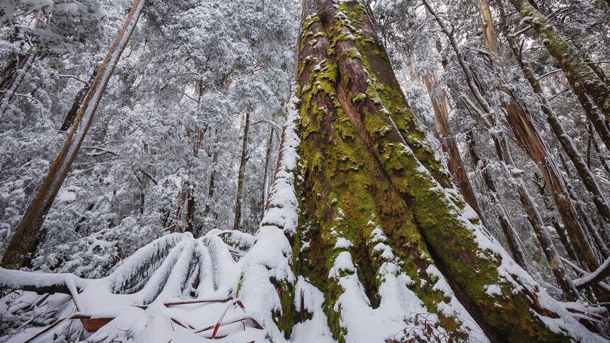 A Mountain Ash forest covered in moss and snow at Mount Baw Baw.