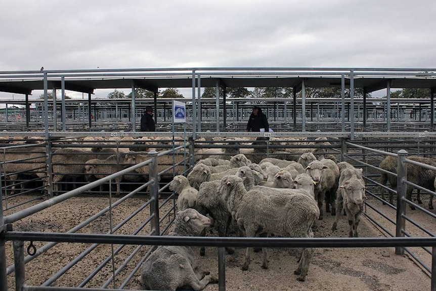 Ballarat saleyards sheep and agents