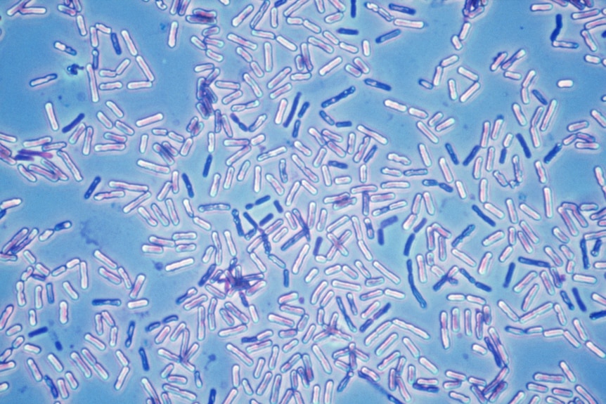 Blue rod-shaped bacteria