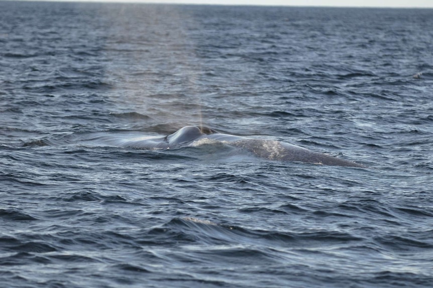 Rare glimpse of a blue whale in Tasmanian waters