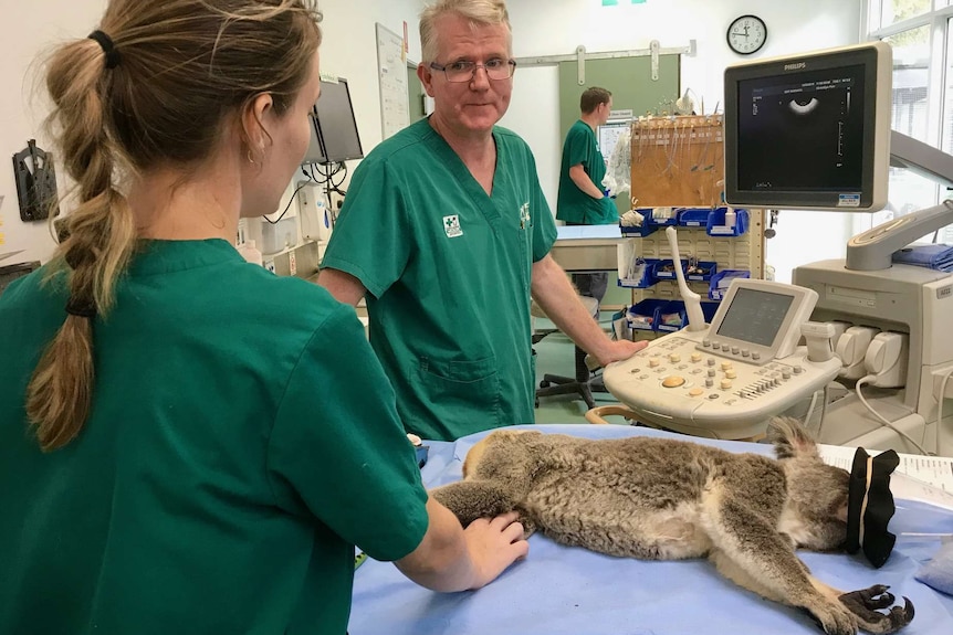 Koala in an operating theatre with two veterinarians