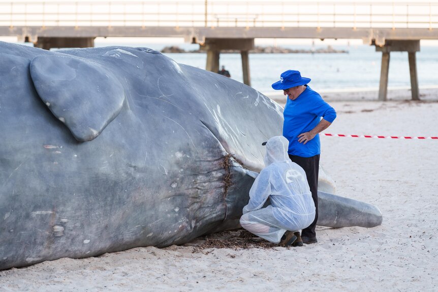 Two people, one in protective gear, examines the whale