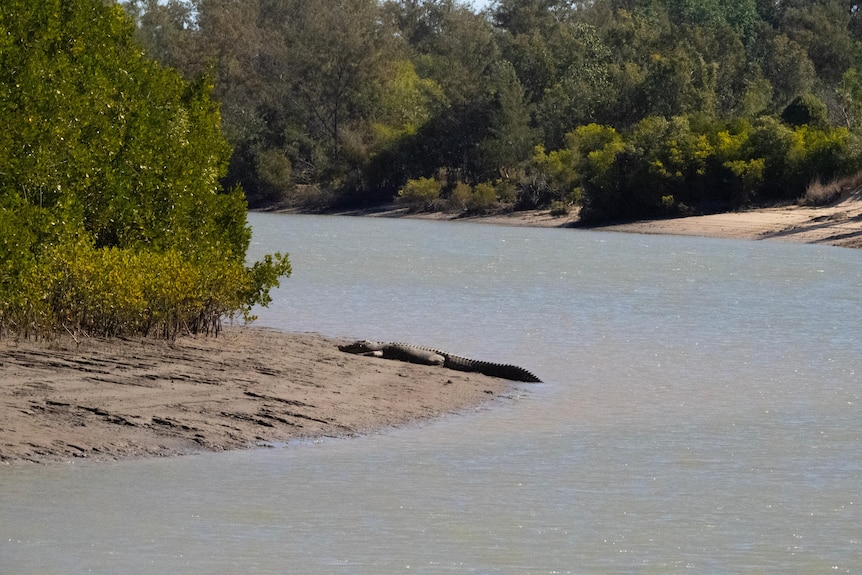 A crocodile lies on the bank of a murky creek