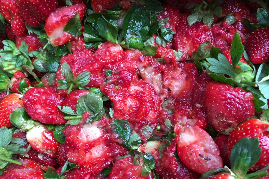 Mashed up strawberries.
