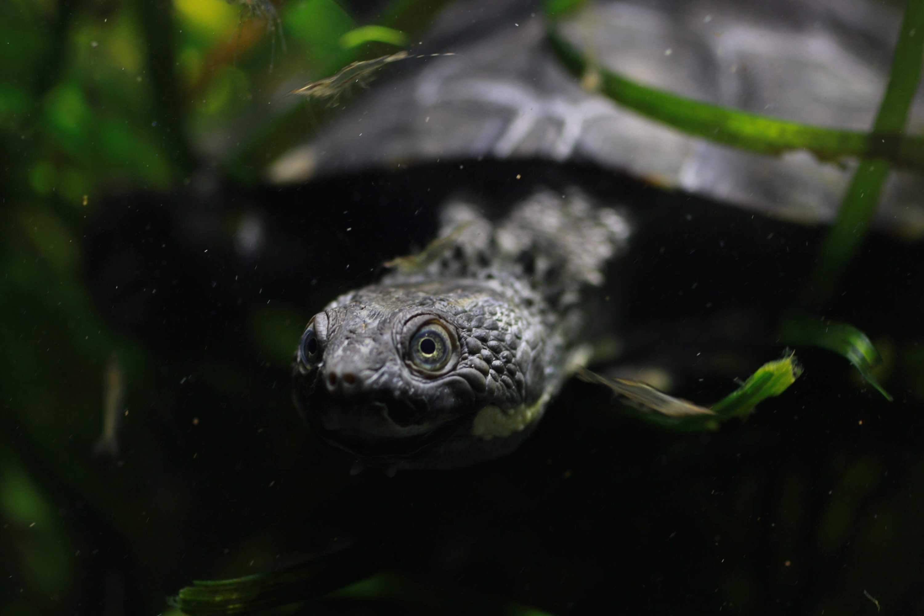 A turtle swims through the water