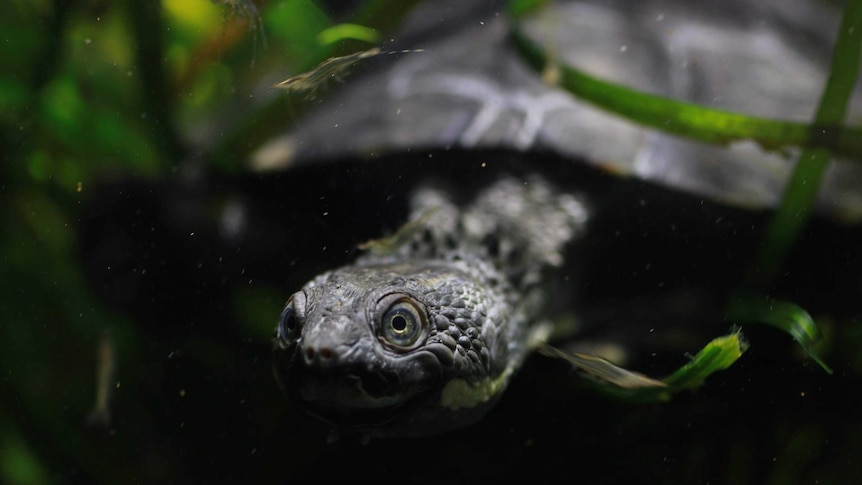 A turtle swims through the water