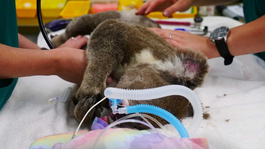 A koala on an operating table with with medical tubes in it