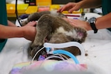 A koala on an operating table with with medical tubes in it