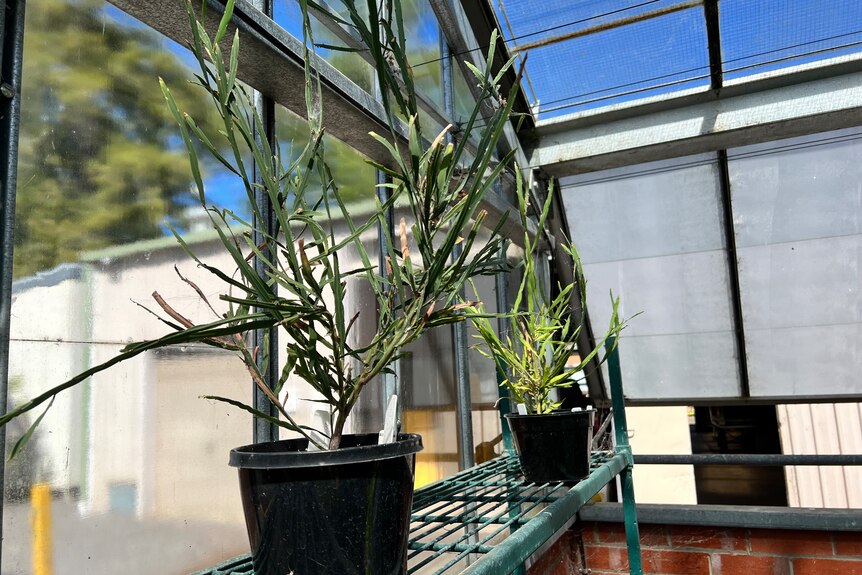 A couple of potted leafy green plants sitting on a steel shelf inside a nursery. Glass widows show blue sky and shed. 