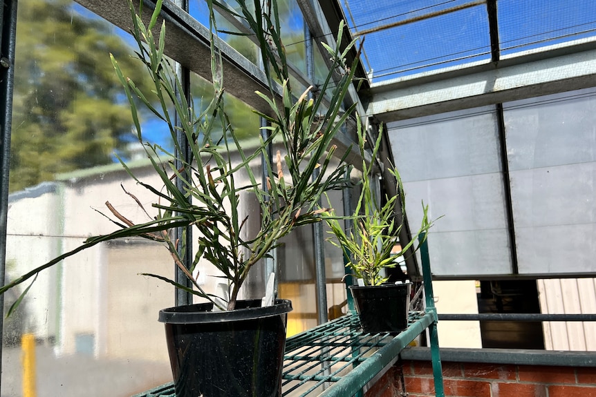 A couple of potted leafy green plants sitting on a steel shelf inside a nursery. Glass widows show blue sky and shed. 