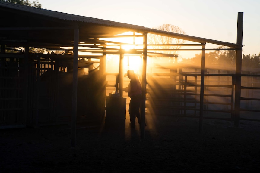 Jamie-Lee Taylor puts ear tags on cattle as dawn breaks in the yards.