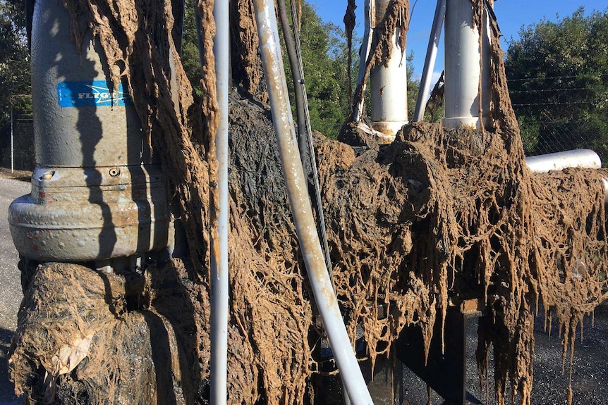 Sewer treatment equipment covered with tangled waste.
