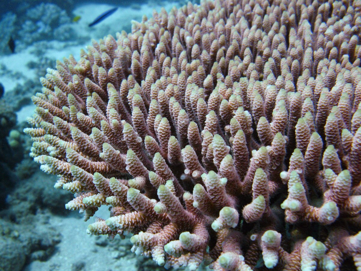 A salmon-coloured coral.