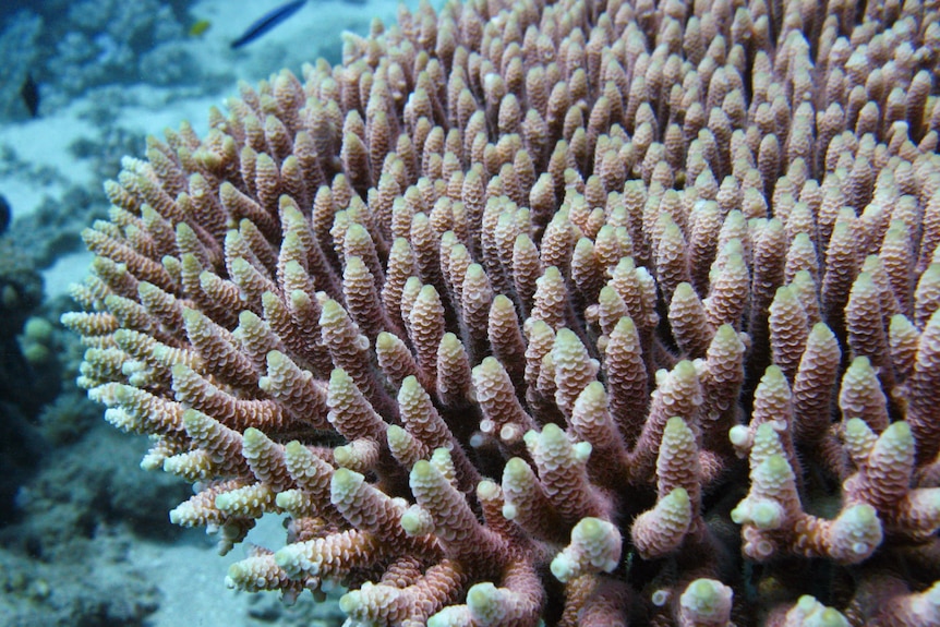 A salmon-coloured coral.