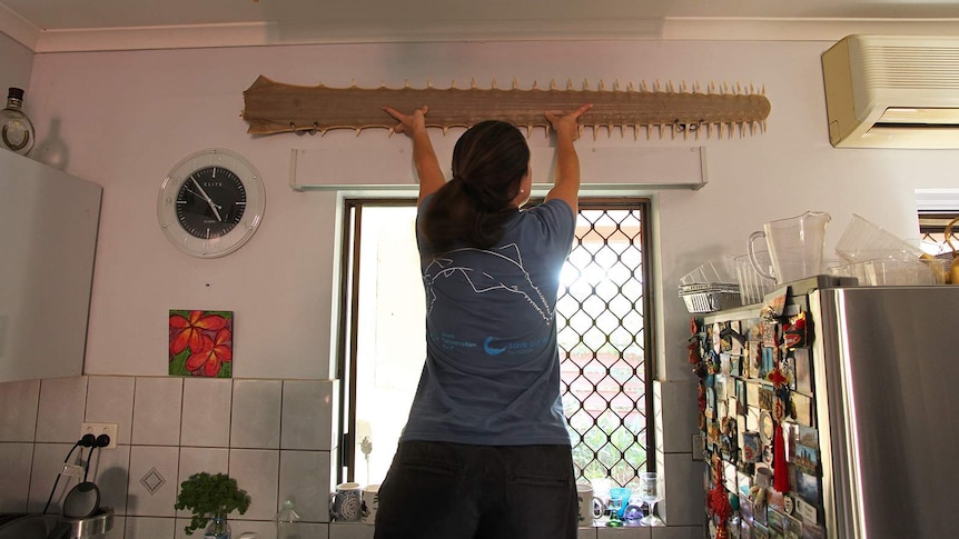 A photo of CDU researcher Christy Davies on a step ladder, pulling down a rostrum from a kitchen wall.