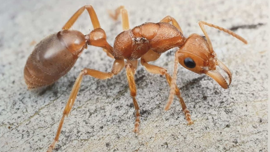 Close up picture of an ant