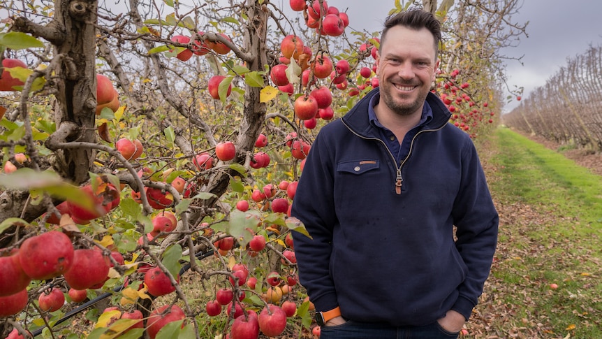 A man stands in an apple orchard 