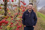 A man stands in an apple orchard 