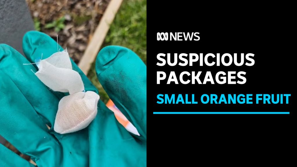 ABC News Stories: NSW authorities warn of suspicious small orange fruit ...