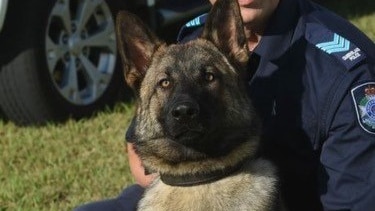 A german shepherd police dog looks into the camera