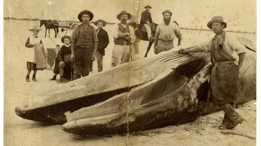 A group of men and young children gather around a large whale carcass on a beach in an old torn sepia photograph.