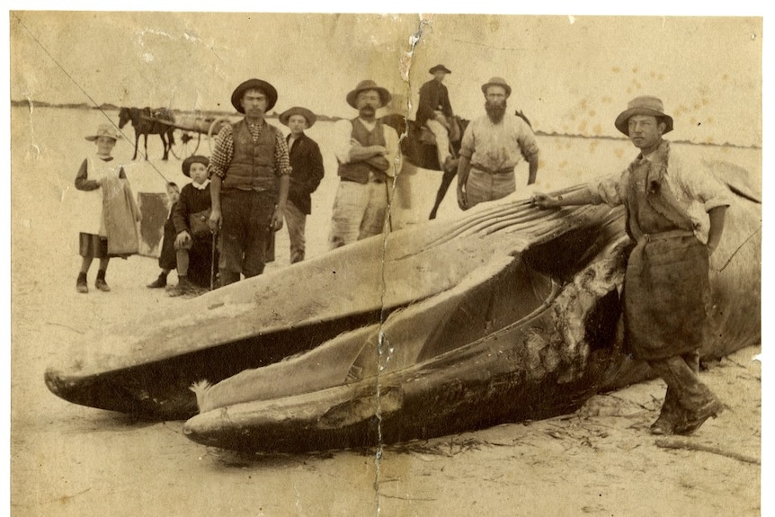 A group of men and young children gather around a large whale carcass on a beach in an old torn sepia photograph.