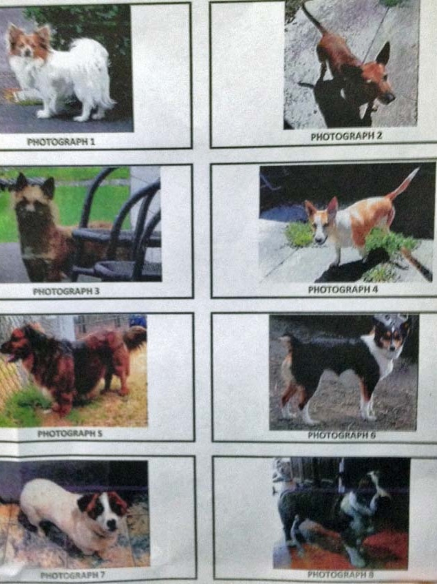 Photo line up of suspects used in a dog attack court case.