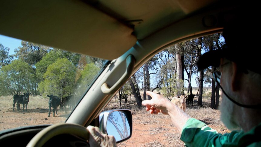 A man sitting in a car pointing out the window at cattle.