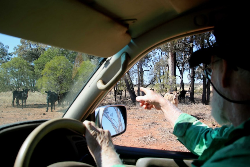 A man sitting in a car pointing out the window at cattle.