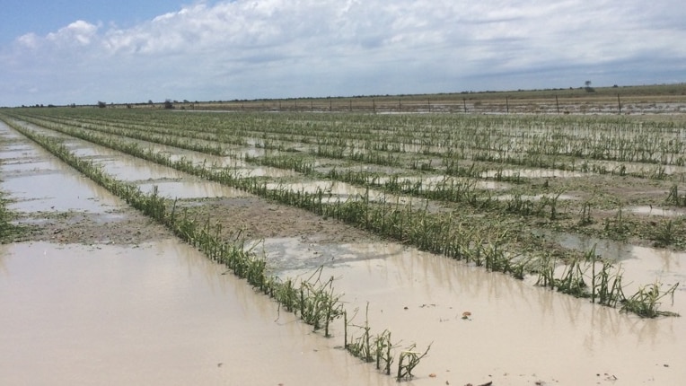 Damaged dryland cotton lies in puddles after a super cell storm at Millie in NW NSW on January 29