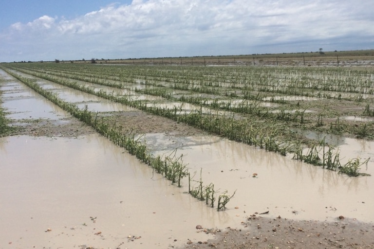 Damaged dryland cotton lies in puddles after a super cell storm at Millie in NW NSW on January 29