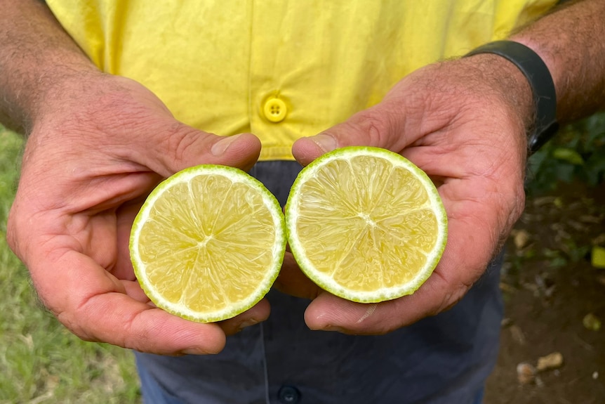 a man holds a seedless lemon cut in half in close up