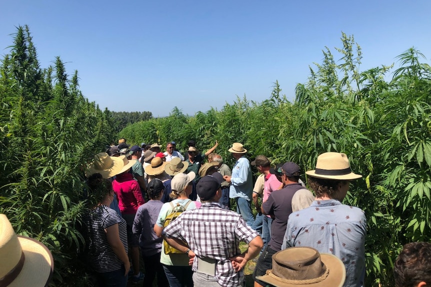 A group of people walk through a field of industrial hemp.