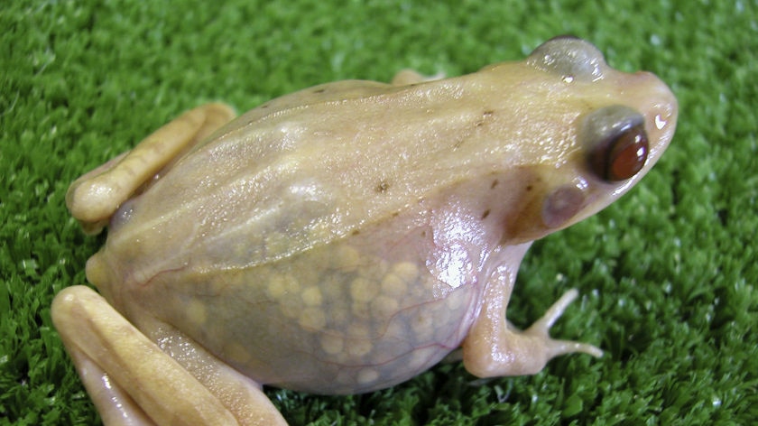 A transparent frog whose organs can be seen through its skin is seen at a laboratory in Hiroshima