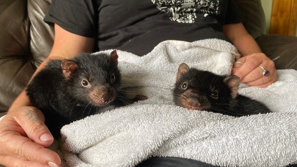 Two Tasmanian Devils sit in a persons lap, wrapped in a blanket.