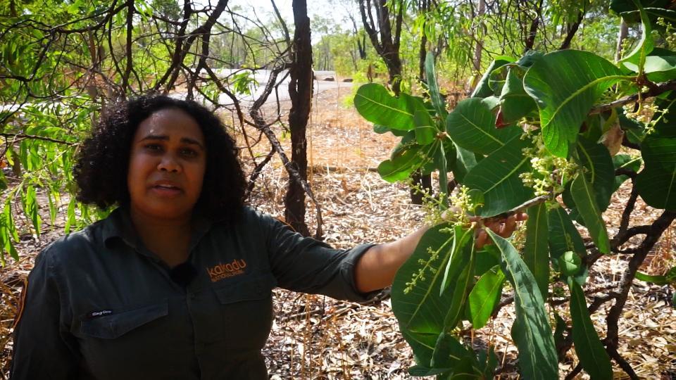 Bush Tucker - ABC Education