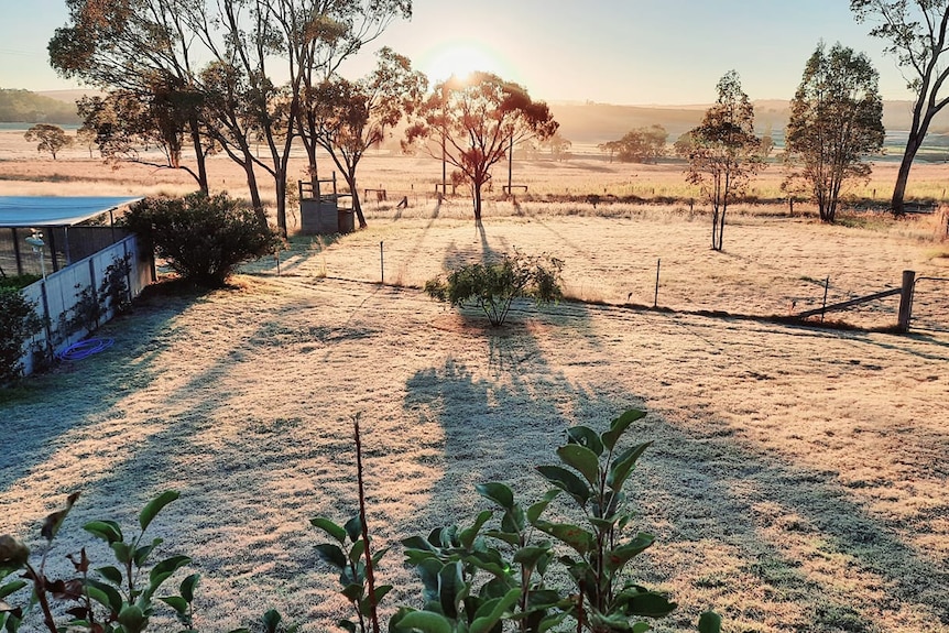 Frosty grass in a paddock.