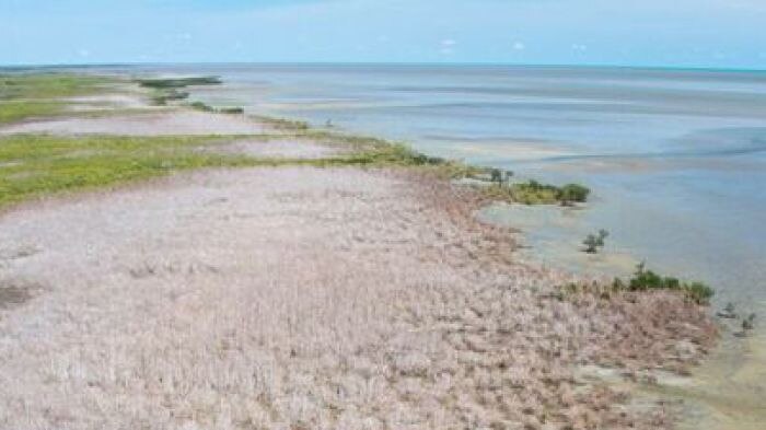Mangroves in crisis along Gulf of Carpentaria - ABC Radio