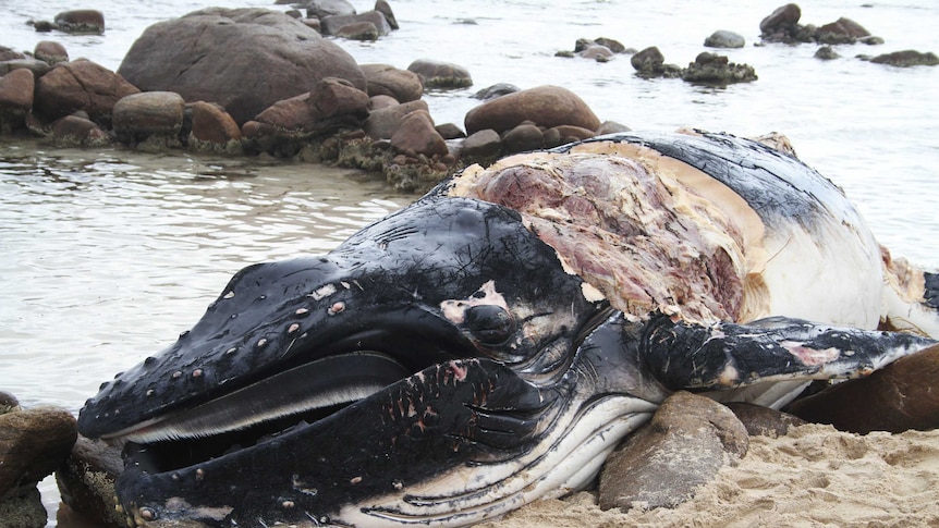 The remains of a humpback whale found on Moses Rock beach this weekend.