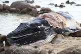 The remains of a humpback whale found on Moses Rock beach this weekend.