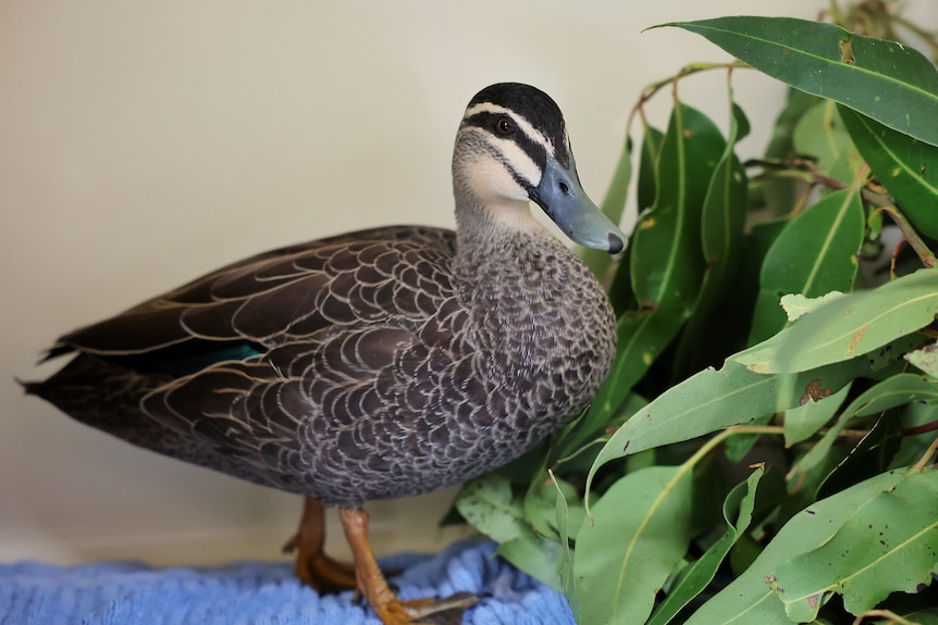 Duck with light and dark brown glossy plumage and shiny brown eyes in a grassy enclosure surrounded by eucalyptus leaves 